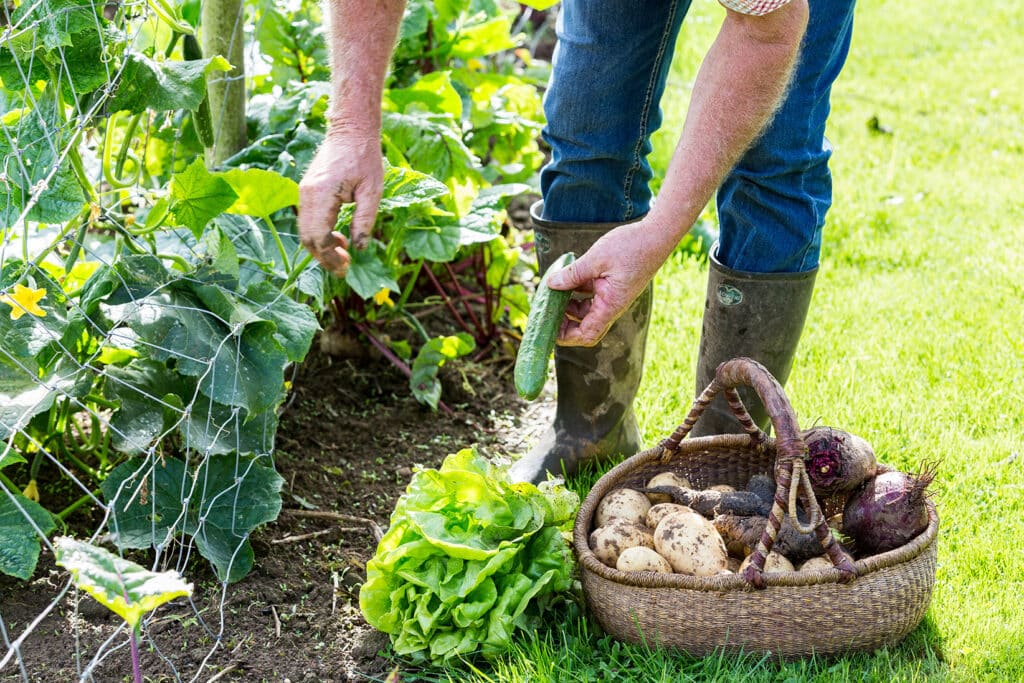 A person bends down to harvest vegetables from a garden by hand. They hold a cucumber. On the ground by their feet is a basket of potatoes and lettuce sits on the ground next to the basket.